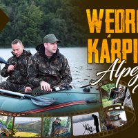 Alpejskie karpie